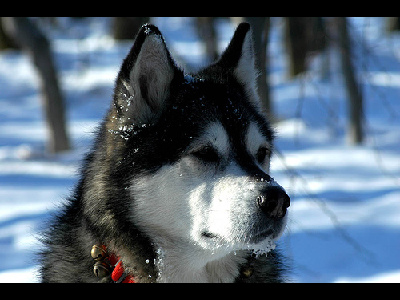 Dog  -  Alaskan Malamute