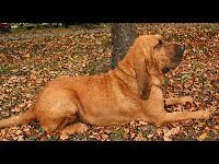 Bloodhound image