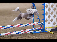 Chinese Crested image