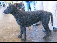 Curly-Coated Retriever image