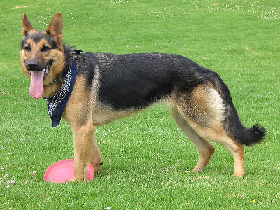 Dog  -  German Shepherd Dog