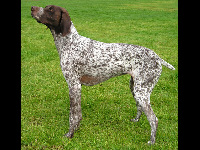 German Shorthaired Pointer image