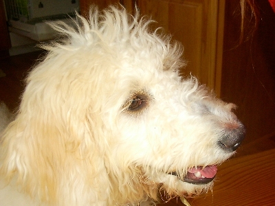 Dog  -  Goldendoodle