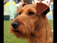 Irish Terrier image