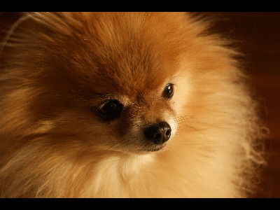 Dog  -  Pomeranian