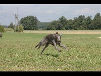 Scottish Deerhound image