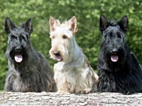 Scottish Terrier image