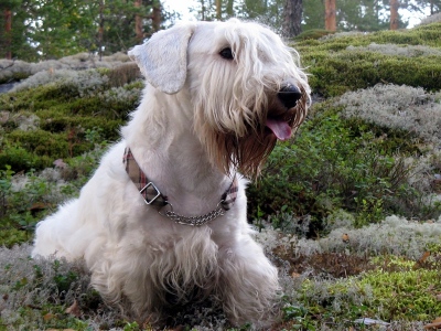 Dog  -  Sealyham Terrier