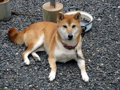 Dog  -  Shiba Inu