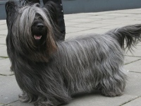 Skye Terrier image