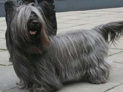 Dog  -  Skye Terrier