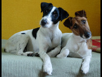 Smooth Fox Terrier image