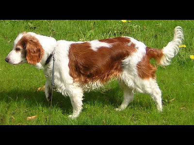 Dog  -  Welsh Springer Spaniel