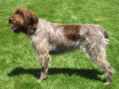 Dog  -  Wirehaired Pointing Griffon