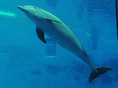Dolphin  -  Bottlenose Dolphin