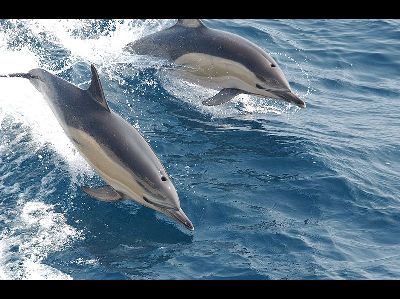 Dolphin  -  Common Dolphin