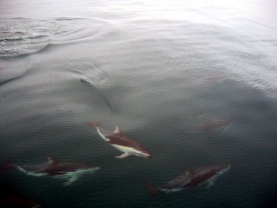 Dolphin  -  Dusky Dolphin