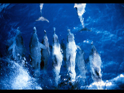 Dolphin  -  Pantropical Spotted Dolphin