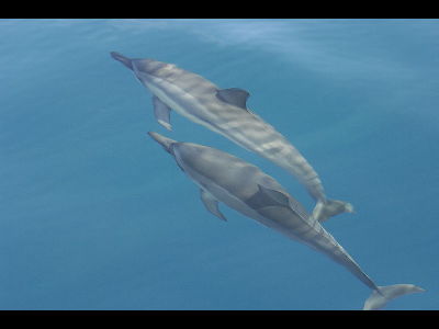 Dolphin  -  Spinner Dolphin