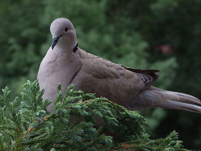 Dove  -  Eurasian Collared-Dove