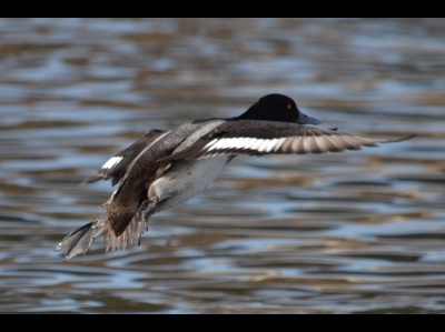 duck/duck_Greater_Scaup