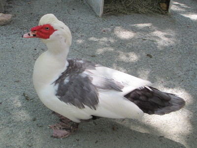 Duck  -  Muscovy Duck