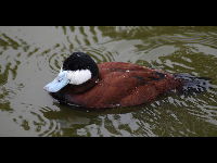 Ruddy Duck image