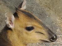 Red-flanked Duiker image