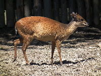 Red Forest Duiker image