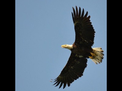 eagle/eagle_Bald_Eagle