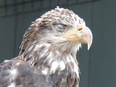 Eagle  -  Bald Eagle