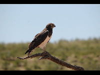 Black-chested Snake Eagle image