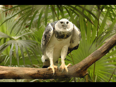 Eagle  -  Harpy Eagle