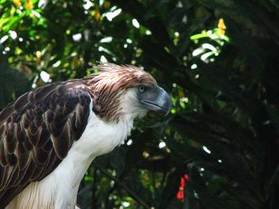 Eagle  -  Philippine Eagle