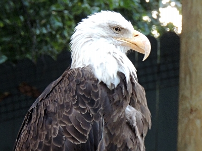 Eagle  