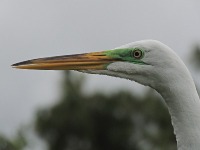 Great Egret image
