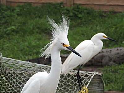 Egret  