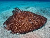 Electric Ray image