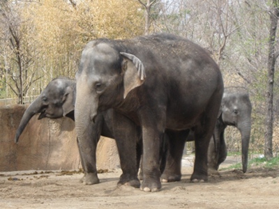 Elephant  -  Asiatic Elephant