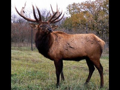 Elk  