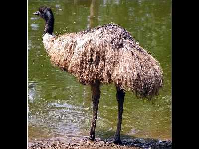 Emu  