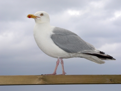 European Herring Gull  