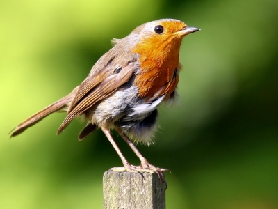 European Robin  