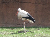 European White Stork image
