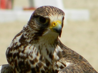 Falcon  