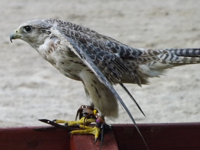 Falcon  -  Barbary Falcon