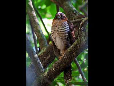 Falcon  -  Barred Forest Falcon