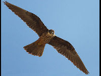 Eleonora's Falcon image