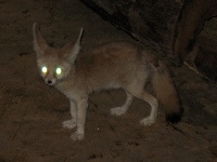 Fennec Fox image