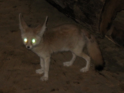 Fennec Fox  
